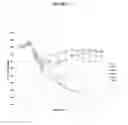 Fig. 03 - Composition and methods based on neutralizing antibodies delivered intranasally for enhanced therapeutic efficacy