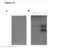 Fig. 15 - Methods and compositions for the treatment and/or prophylaxis of associated disease