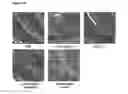Fig. 19 - Methods and compositions for the treatment and/or prophylaxis of associated disease