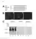 Fig. 02 - Sodium pump antibody agonists and methods of treating heart disease using the same