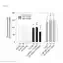 Fig. 07 - Sodium pump antibody agonists and methods of treating heart disease using the same