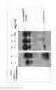 Fig. 05 - Functional monoclonal antibody against heparin-binding epidermal growth factor-like growth factor
