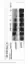 Fig. 07 - Functional monoclonal antibody against heparin-binding epidermal growth factor-like growth factor