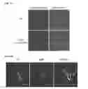 Fig. 07 - TARGETING CONSTRUCTS BASED ON NATURAL ANTIBODIES AND USES THEREOF