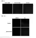 Fig. 09 - TARGETING CONSTRUCTS BASED ON NATURAL ANTIBODIES AND USES THEREOF