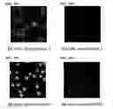 Fig. 13 - TARGETING CONSTRUCTS BASED ON NATURAL ANTIBODIES AND USES THEREOF