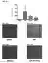 Fig. 22 - TARGETING CONSTRUCTS BASED ON NATURAL ANTIBODIES AND USES THEREOF