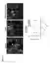 Fig. 35 - TARGETING CONSTRUCTS BASED ON NATURAL ANTIBODIES AND USES THEREOF