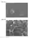 Fig. 40 - TARGETING CONSTRUCTS BASED ON NATURAL ANTIBODIES AND USES THEREOF