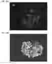 Fig. 41 - TARGETING CONSTRUCTS BASED ON NATURAL ANTIBODIES AND USES THEREOF