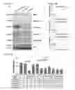 Fig. 54 - TARGETING CONSTRUCTS BASED ON NATURAL ANTIBODIES AND USES THEREOF
