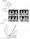 Fig. 16 - Methods for enhancing anti-tumor antibody therapy