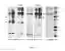 Fig. 03 - Fusion proteins and immunoconjugates and uses thereof which are specific for glycophorin A