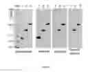 Fig. 05 - Fusion proteins and immunoconjugates and uses thereof which are specific for glycophorin A