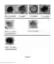Fig. 07 - Fusion proteins and immunoconjugates and uses thereof which are specific for glycophorin A