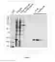 Fig. 09 - Fusion proteins and immunoconjugates and uses thereof which are specific for glycophorin A