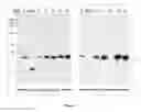 Fig. 10 - Fusion proteins and immunoconjugates and uses thereof which are specific for glycophorin A