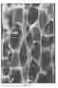 Fig. 06 - Cellular polymeric material