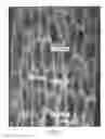 Fig. 07 - Cellular polymeric material