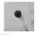 Fig. 01 - Bacteriophage and antibacterial composition comprising the same