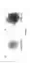 Fig. 04 - HIGH EFFICIENCY FLP SITE-SPECIFIC RECOMBINATION IN MAMMALIAN CELLS USING AN OPTIMIZED FLP GENE