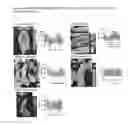 Fig. 08 - Methods for modulating cyclic nucleotide-mediated signaling in cardiac myocytes and compositions