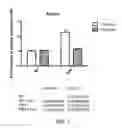 Fig. 07 - BORONATE-MEDIATED DELIVERY OF MOLECULES INTO CELLS