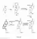Fig. 21 - BORONATE-MEDIATED DELIVERY OF MOLECULES INTO CELLS