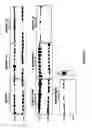 Fig. 12 - Aspartic proteases