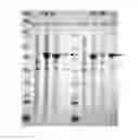 Fig. 03 - NOVEL PEPTIDYL ALPHA-HYDROXYGLYCINE ALPHA-AMIDATING LYASES