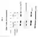 Fig. 06 - Methods and compositions for enhancing the therapeutic effect of anti-tumor T cells