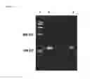 Fig. 02 - Aptamer-RNAi therapeutic compositions