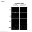 Fig. 07 - Aptamer-RNAi therapeutic compositions