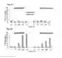 Fig. 27 - Synthetic lethality in cancer