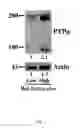 Fig. 02 - Compositions and methods for treating cancer