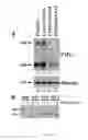 Fig. 04 - Compositions and methods for treating cancer