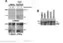 Fig. 15 - Compositions and methods for treating cancer