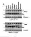 Fig. 16 - Compositions and methods for treating cancer