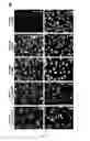 Fig. 18 - Compositions and methods for treating cancer