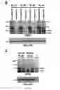 Fig. 19 - Compositions and methods for treating cancer