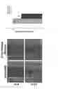 Fig. 22 - Compositions and methods for treating cancer