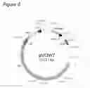 Fig. 07 - Agrobacterium bacterium to be used in plant transformation method