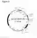 Fig. 10 - Agrobacterium bacterium to be used in plant transformation method