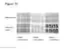 Fig. 11 - Agrobacterium bacterium to be used in plant transformation method