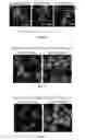 Fig. 05 - PRODUCTION OF BACTERIAL MICROCOMPARTMENTS IN EUKARYOTIC CELLS