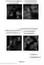 Fig. 06 - PRODUCTION OF BACTERIAL MICROCOMPARTMENTS IN EUKARYOTIC CELLS