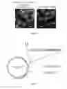 Fig. 08 - PRODUCTION OF BACTERIAL MICROCOMPARTMENTS IN EUKARYOTIC CELLS
