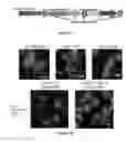Fig. 09 - PRODUCTION OF BACTERIAL MICROCOMPARTMENTS IN EUKARYOTIC CELLS