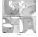 Fig. 16 - PRODUCTION OF BACTERIAL MICROCOMPARTMENTS IN EUKARYOTIC CELLS