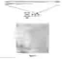 Fig. 19 - PRODUCTION OF BACTERIAL MICROCOMPARTMENTS IN EUKARYOTIC CELLS